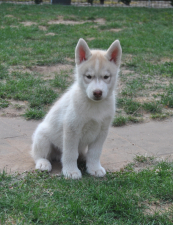 Snow Hunters Orlando (verst.)<br>Rufname: Tito<br>Geschlecht: Rüde