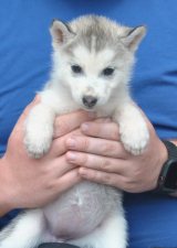Snow Hunters Baby Girl<br>Rufname: Bailey<br> Farbe: grau-weiß