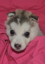 Snow Hunters Baby Girl<br>Rufname: <br> Farbe: grau-weiß