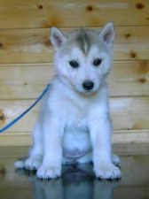 Snow Hunters Beauty Queen (verst.)<br>Rufname: Sheila<br>Geschlecht: Huendin