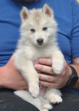 Snow Hunters Benji<br>Rufname: Denali<br> Farbe: grau-weiß