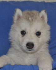 Snow Hunters Benji<br>Rufname: Denali<br> Farbe: hellgrau-weiß