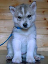 Snow Hunters Braveheart (verst.)<br>Rufname: Nanook<br>Geschlecht: Ruede