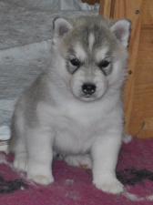 Snow Hunters Duke<br>Rüde<br> Farbe: grau-weiß<br>Rufname:
