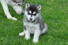 Snow Hunters Queen Of Black Diamonds<br>Rufname: Abby<br>Geschlecht: Hündin