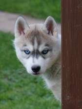 Snow Hunters Destinys Child (verst.)<br>Rufname: Laika<br>Geschlecht: Huendin
