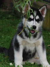 Snow Hunters French Kiss(verst.)<br>Rufname: Kissy<br>Geschlecht: Huendin