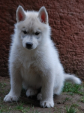 Snow Hunters Grey Wolf (verst.)<br>Rufname: Nanook<br>Geschlecht: Ruede