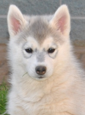 Snow Hunters Legend Of Love (verst.)<br>Rufname: Luna<br>Geschlecht: Hündin