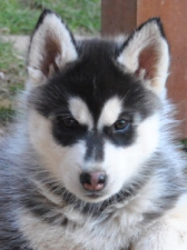 Snow Hunters Little Shadow (verst.)<br>Rufname: Cooper<br>Geschlecht: Rüde