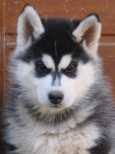 Snow Hunters Lucky Star (verst.)<br>Rufname: Max<br>Geschlecht: Rüde