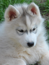 Snow Hunters Kaya (verst.)<br>Rufname: Kaya<br>Geschlecht: Hündin