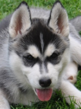 Snow Hunters Miracle Child (verst.)<br>Rufname: Nikita<br>Geschlecht: Hündin