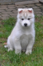 Snow Hunters True Love<br>Geschlecht: Hündin<br>Rufname: Tala