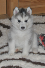 Snow Hunters Xena<br>Geschlecht: Hündin<br>Farbe: grau-weiß<br>Rufname: