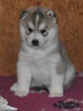Snow Hunters Dark Knight<br>Rüde<br> Farbe: grau-weiß<br>Rufname: