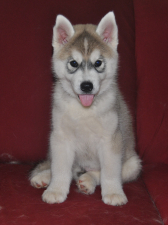Snow Hunters Dark Knight<br>Rüde<br> Farbe: grau-weiß<br>Rufname: Fenrir