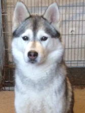 <h2>Lennja</h2>(Snow Hunter´s Light Of North)<br>Geboren: 19.10.2013<br>Gestorben: 24.02.2026