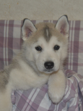 Snow Hunters Cool Diamond<br>Rüde<br> Farbe: grau-weiß<br>Rufname: Cody