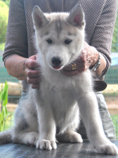 Snow Hunters Cool Diamond<br>Rüde<br> Farbe: grau-weiß<br>Rufname: Cody